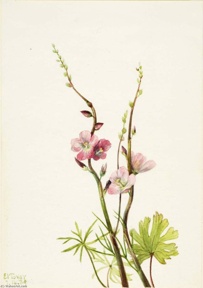 Untitled (flower Study) — Mary Vaux Walcott