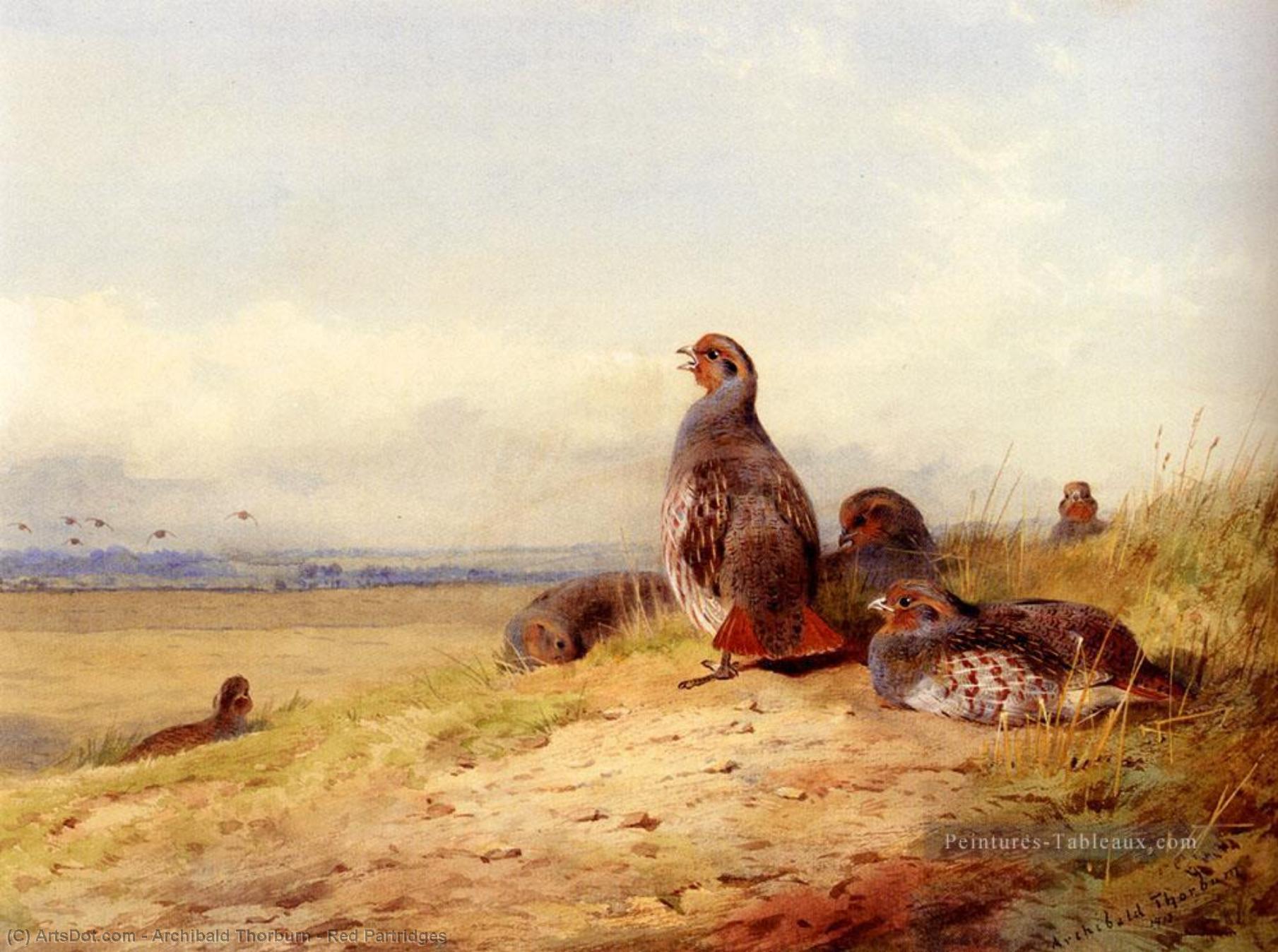Red Partridges — Archibald Thorburn
