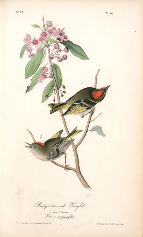 Ruby-crowned Kinglet. 1. Male. 2. Female. (kalmia Augustifolia.) — John James Audubon