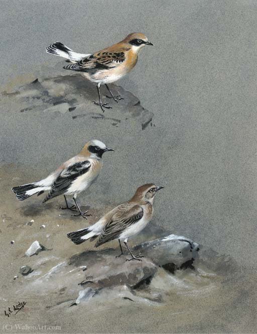 A Petchora Pipit, Grey-headed Wagtail And A Black-headed Wagtail; And Black-eared Wheatear — George Edward Lodge