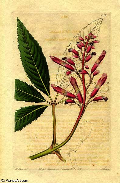 Aesculus Humilus — シドナム・ティースト・エドワーズ