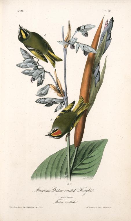 American Golden-crested Kinglet. 1. Male. 2. Female. (thalia Dealbata.) — John James Audubon