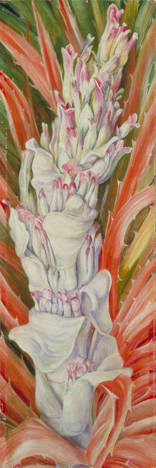 Blütenstand Des Westindischen Pinguins — Marianne North