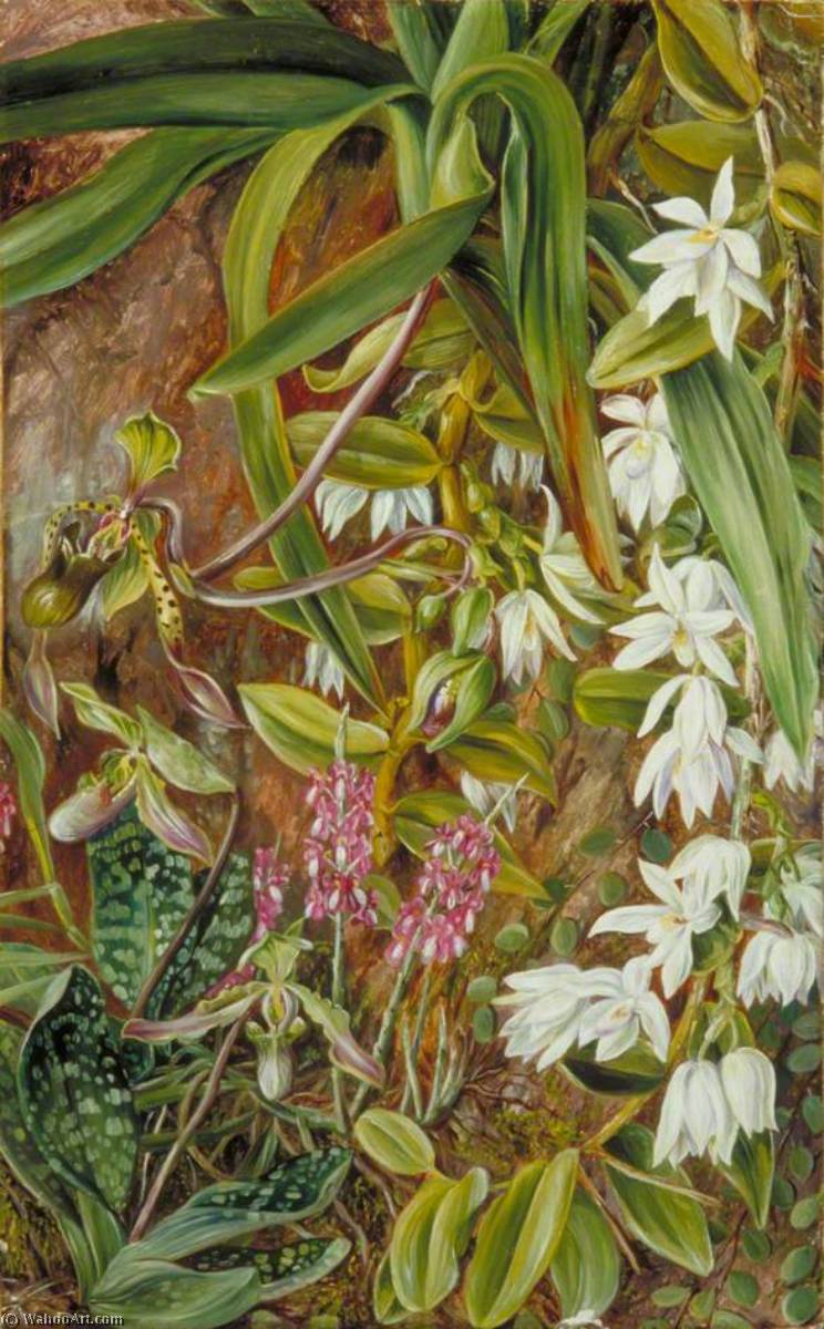 Bornean Orchids — Marianne North
