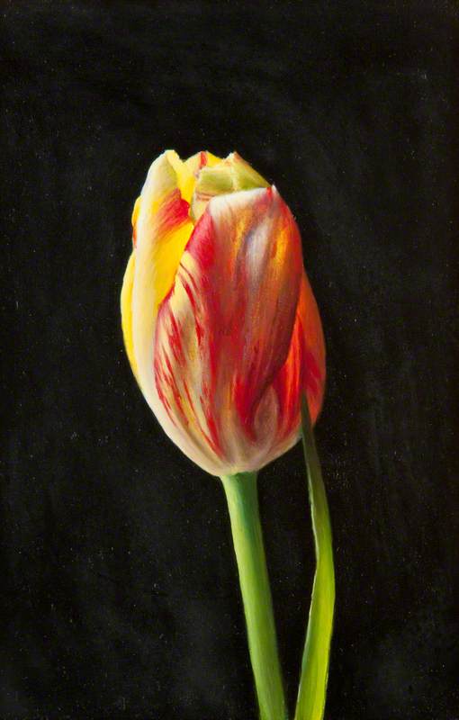 Tulip — David Ross Warrillow