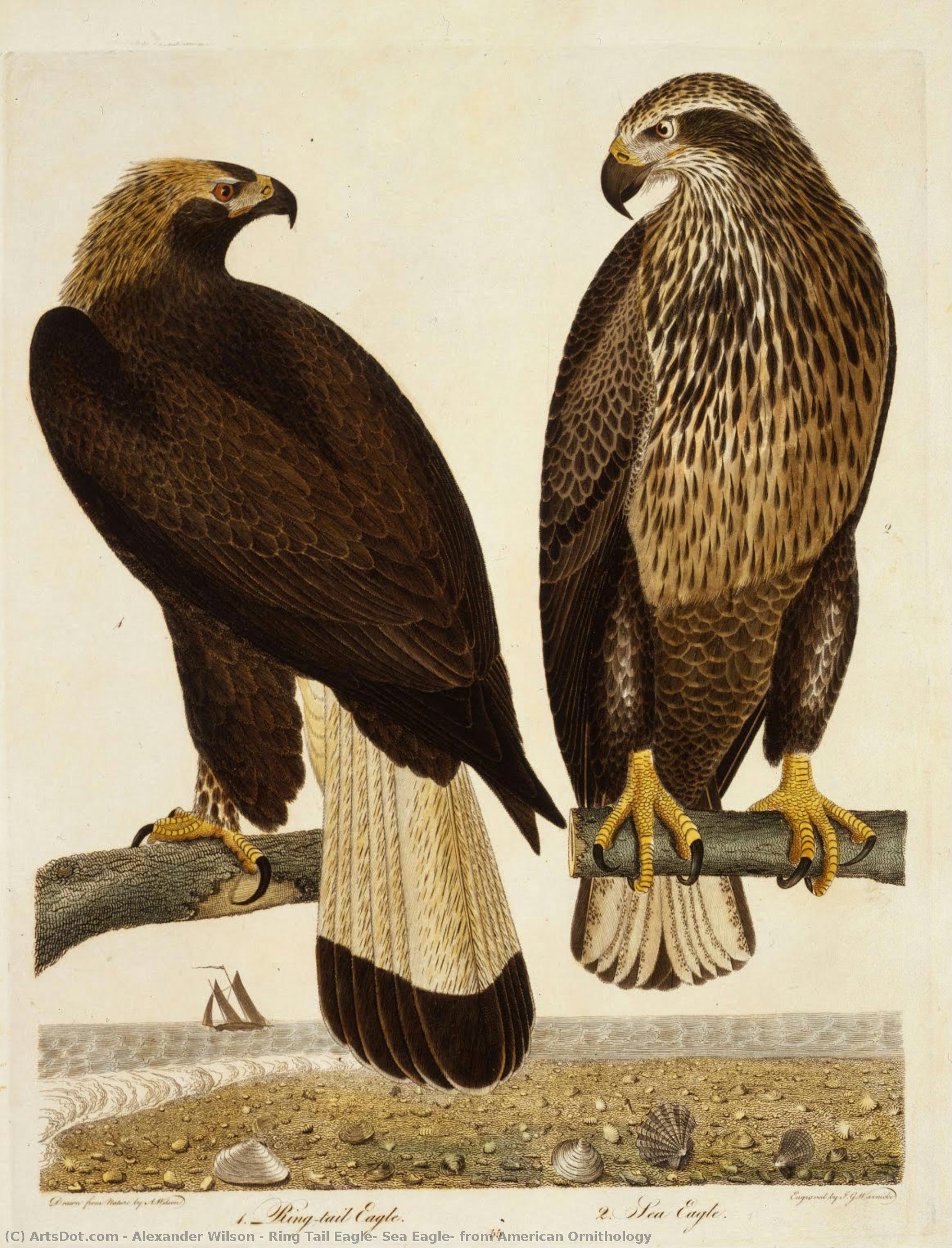 Ring Tail Eagle, Sea Eagle, From American Ornithology — Alexander Wilson