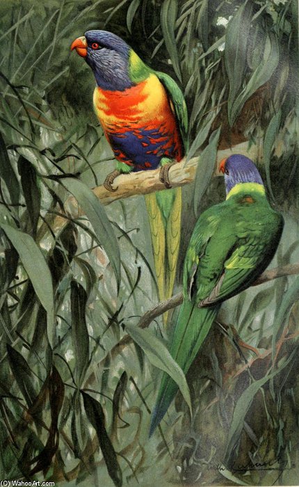 Macaw — Фридрих Вильгельм Кунерт