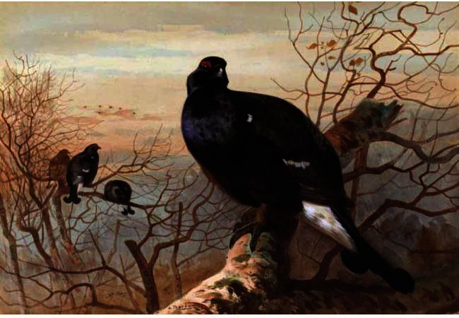 He Evening Roost, Black Game — Архибальд Торборн