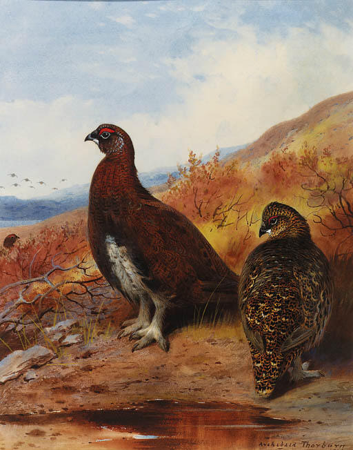 A Pair Of Red Grouse At The Water's Edge, In Moorland — Archibald Thorburn