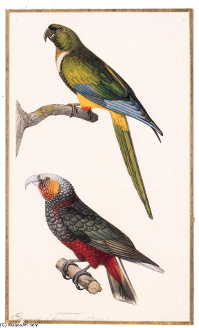 Balborhynchus Aurifrons Perroquet Nestor De La Nouvelle Zélande - Kea - Nestor Notabilis — Edouard Traviès