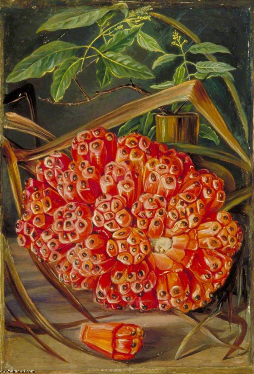 Reife Frucht Einer Pandanus-palme Und Ein Zweig Sandelholz — Marianne North