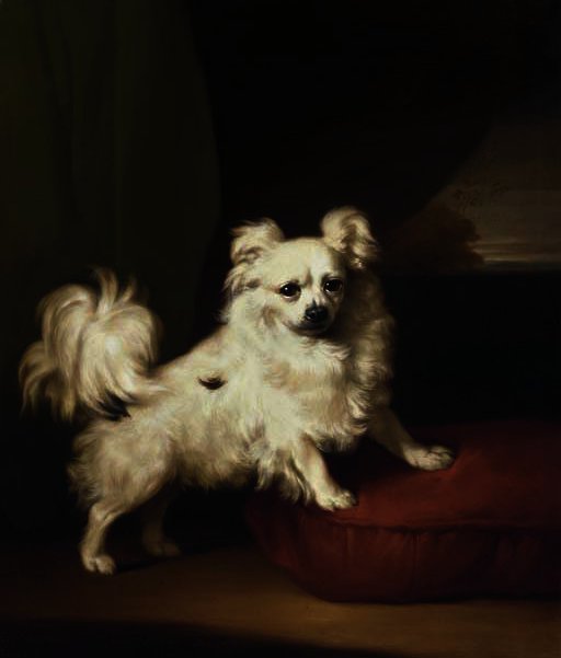 A White Papillon Standing On A Cushion — Henry Bernard Chalon