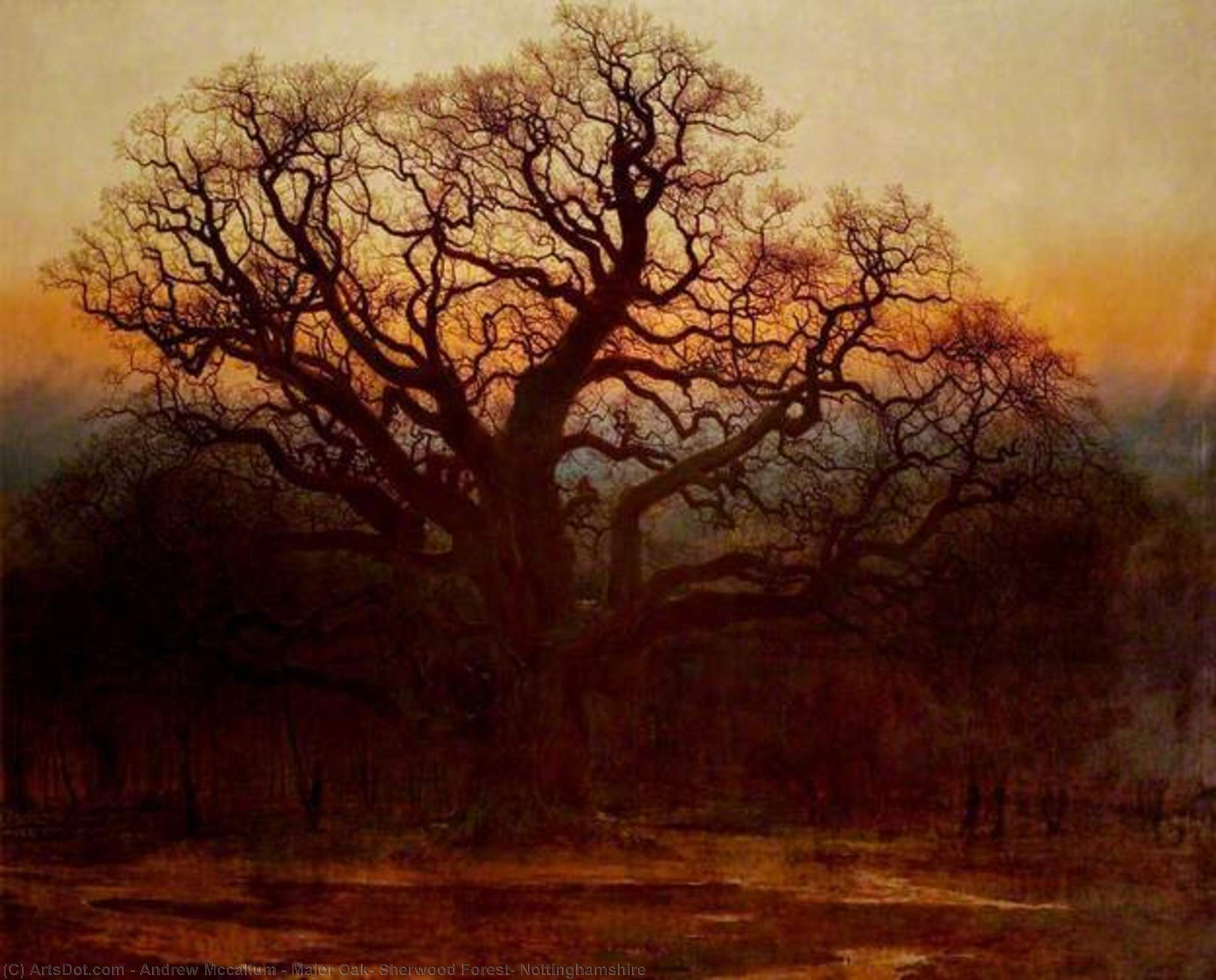 Major Oak, Sherwood Forest, Nottinghamshire — Andrew Mccallum