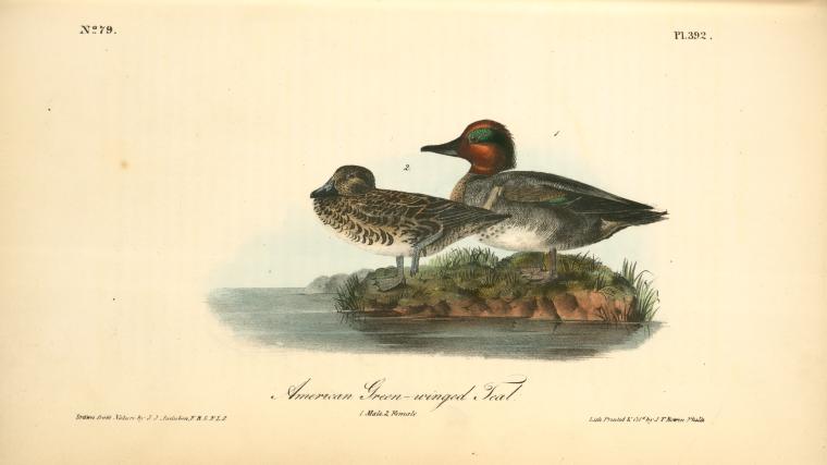 American Green-winged Teal. 1. Male. 2. Female — Джон Јејмс Одобон
