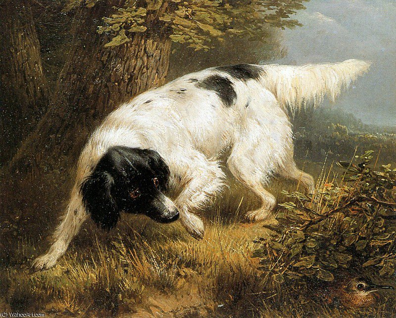 Stabyhoun Finds A Woodcock Sun — Henriette Ronner Knip