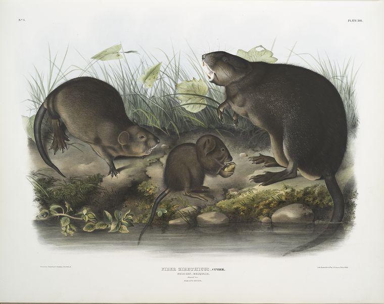 Fiber Zibethicus, Musk-rat, Musquash. Natural Size. Old And Young — John James Audubon