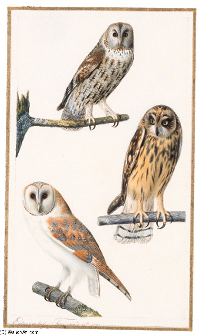 Eurasian Tawny Owl - Strix Aluco Hibou Des Marais - Short-eared Owl - Asio Flammeus Chouette Effraye - Barn Owl - Tyto Alba Alba — Edouard Traviès