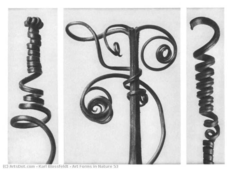 Art Forms In Nature 53 — Karl Blossfeldt