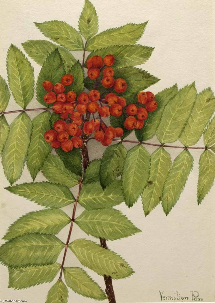 Western Mountain Ash (sorbus Sambucifolia) — Мери Вокс Волкотт