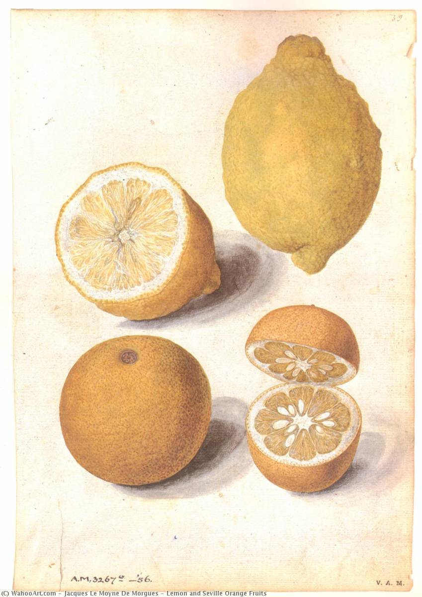 Lemon And Seville Orange Fruits — Jacques Le Moyne De Morgues
