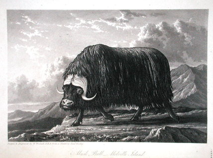 Musk Bull, Melville Island — William Westall