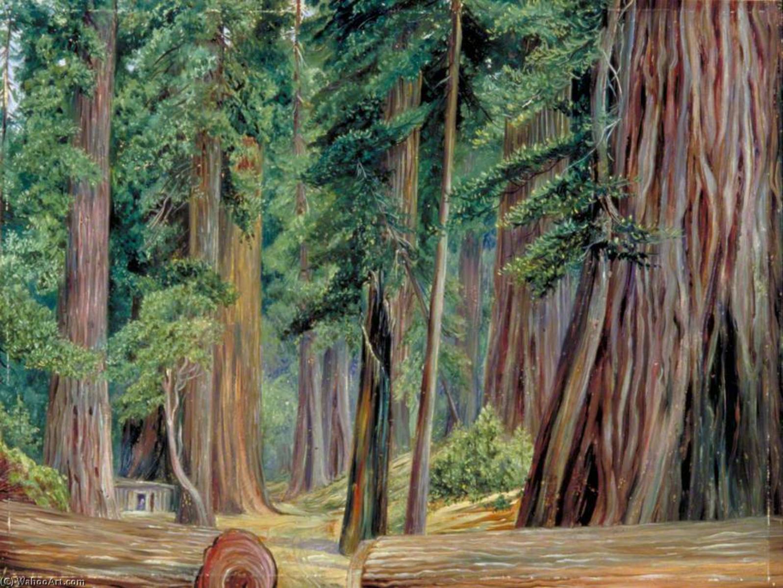 Under The Redwood Trees At Goerneville, California — Marijana Nort
