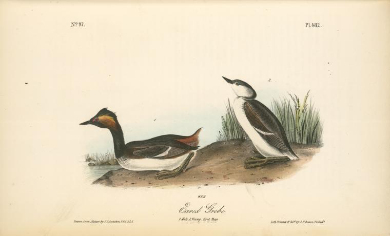 Eared Grebe. 1. Male. 2. Young - First Year — John James Audubon