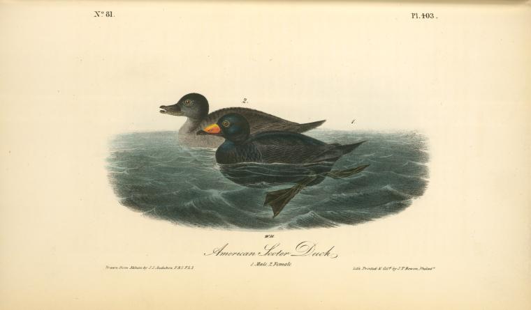 American Scoter Duck. 1. Male. 2. Female — John James Audubon