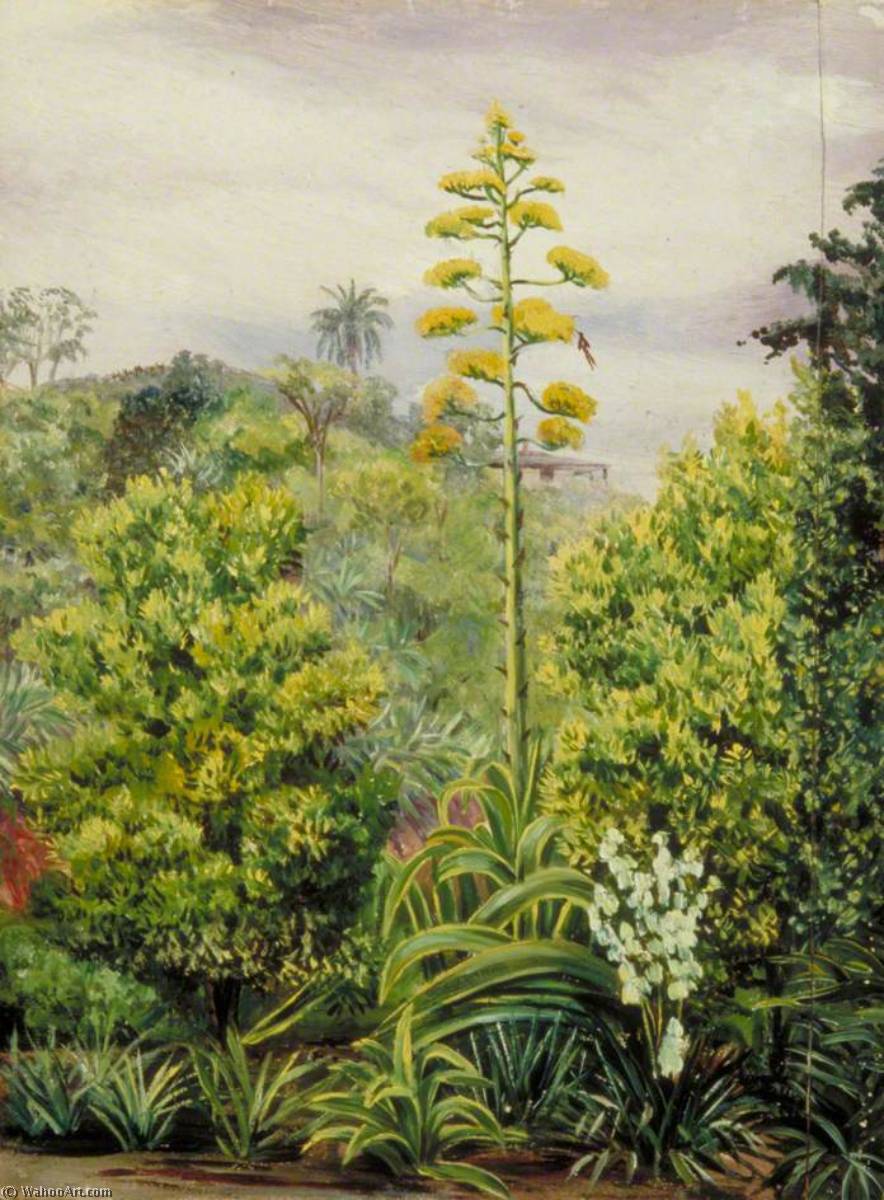 View At Morro Velho, Brazil — Marianne North