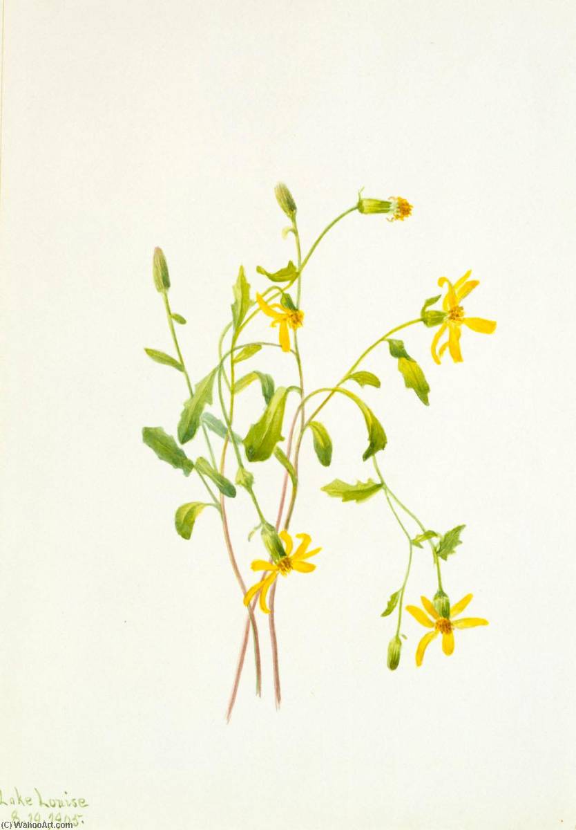Alpine Ragwort (senecio Species) — Mary Vaux Walcott