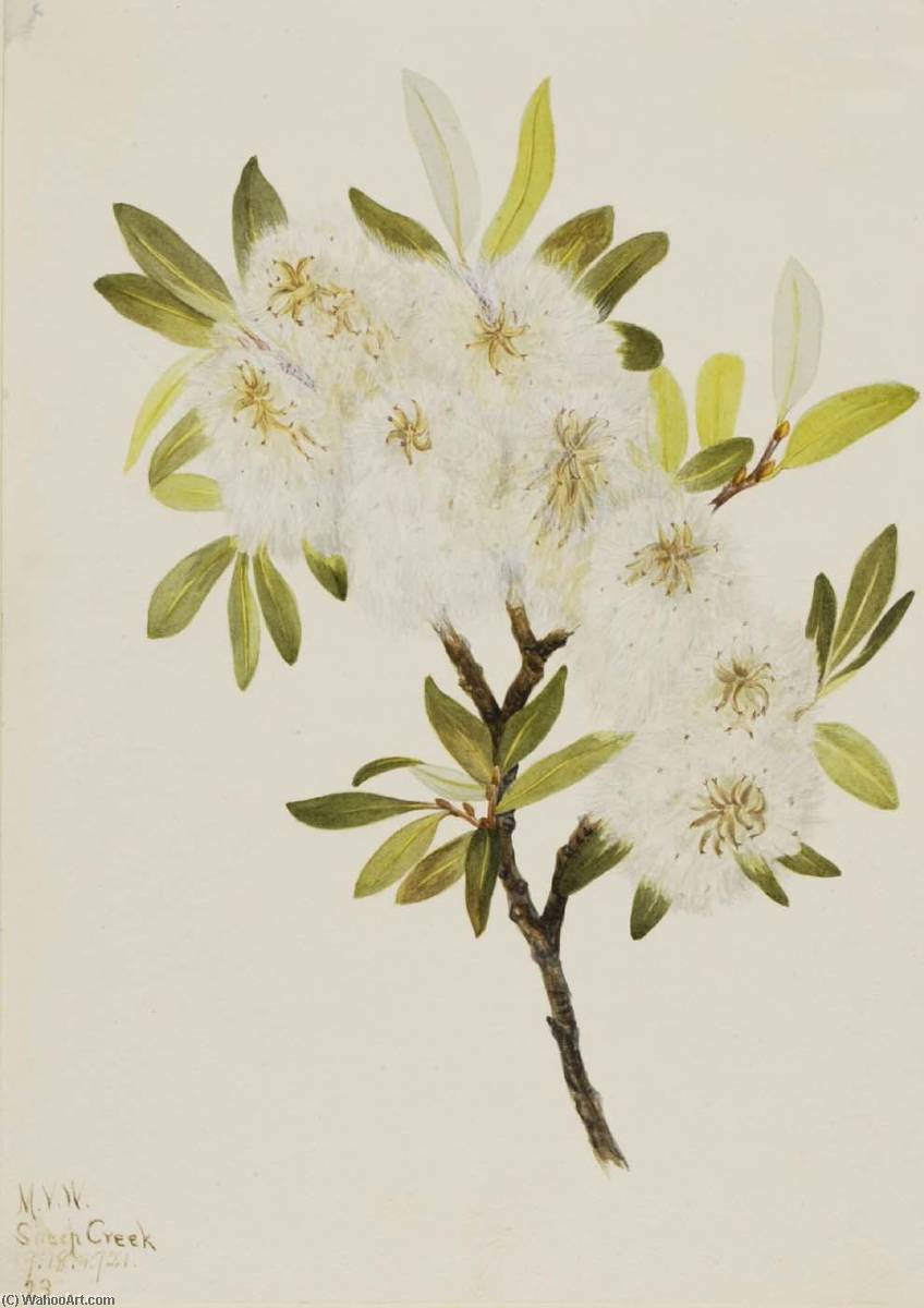 Drummond Willow (salix Drummondiana) — Mary Vaux Walcott