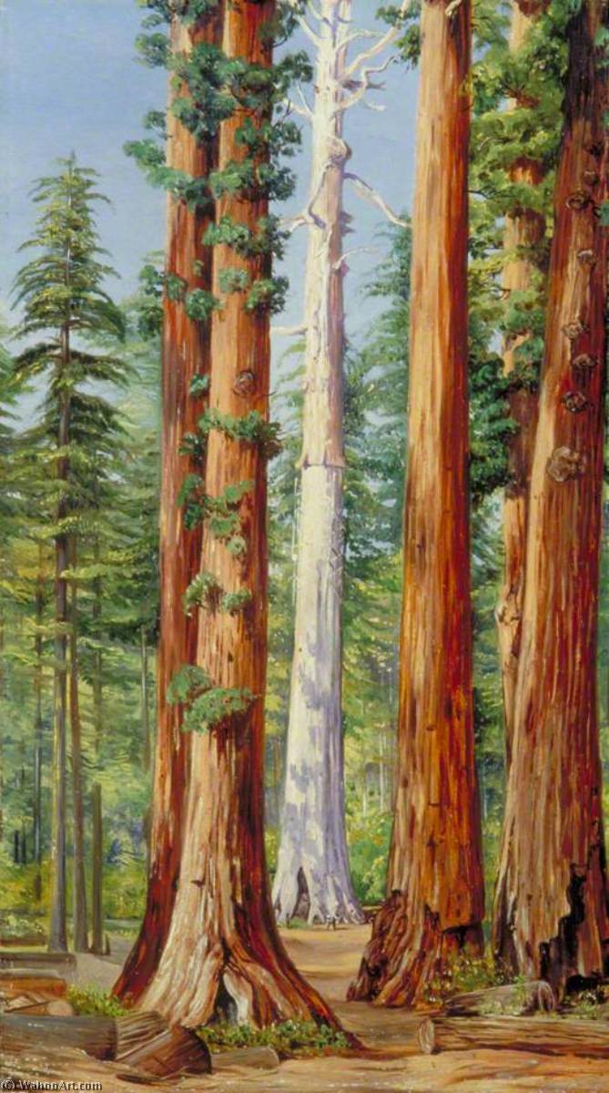 Geist Eines Großen Baumes, Calaveras Grove, Kalifornien — Marianne North