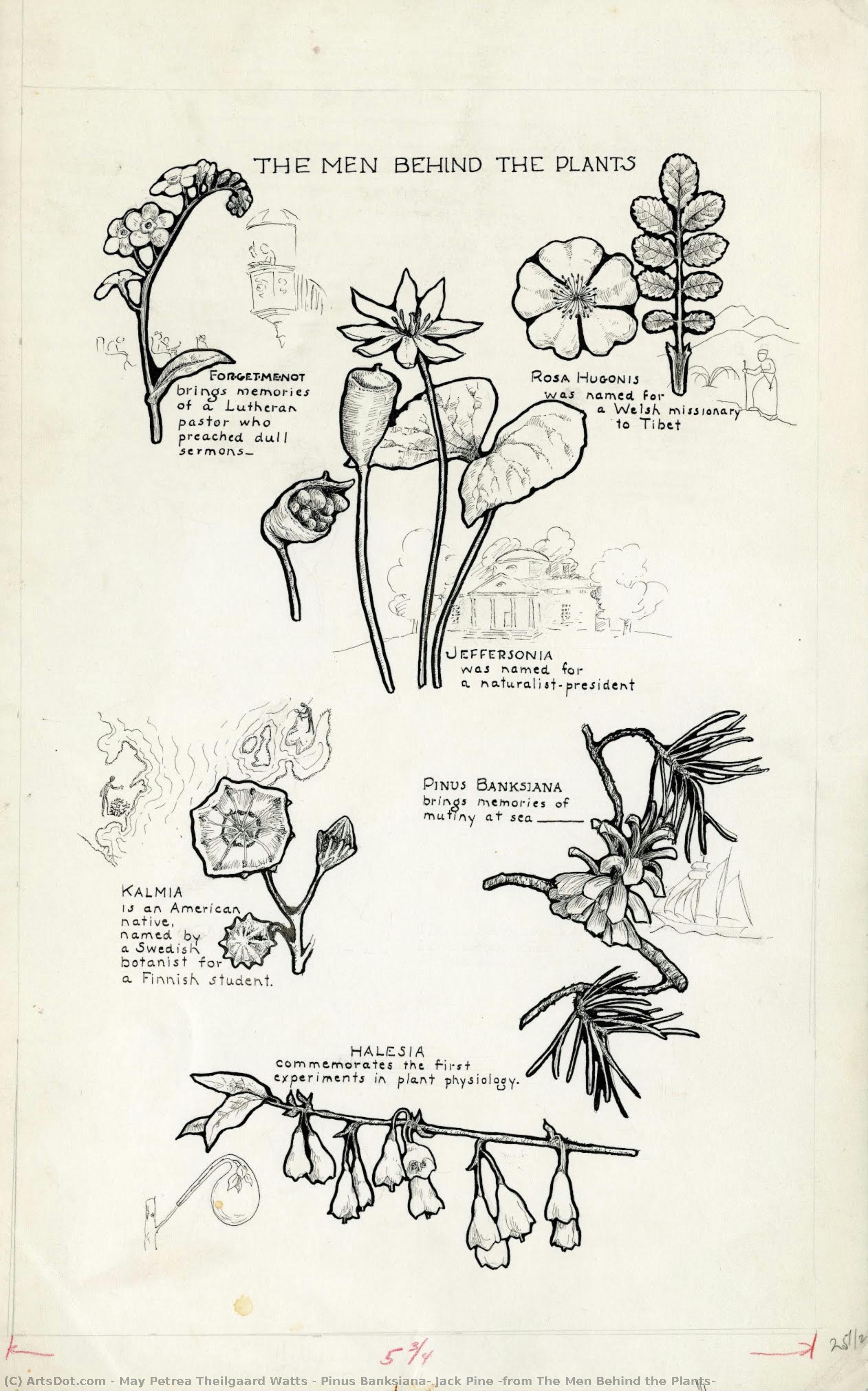 Pinus Banksiana, Jack Pine (from The Men Behind The Plants) — May Petrea Theilgaard Watts