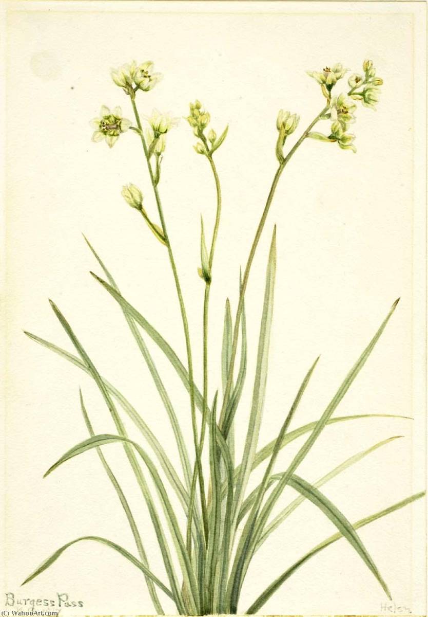 Deathcamas (zygadenus Elegans) — Mary Vaux Walcott