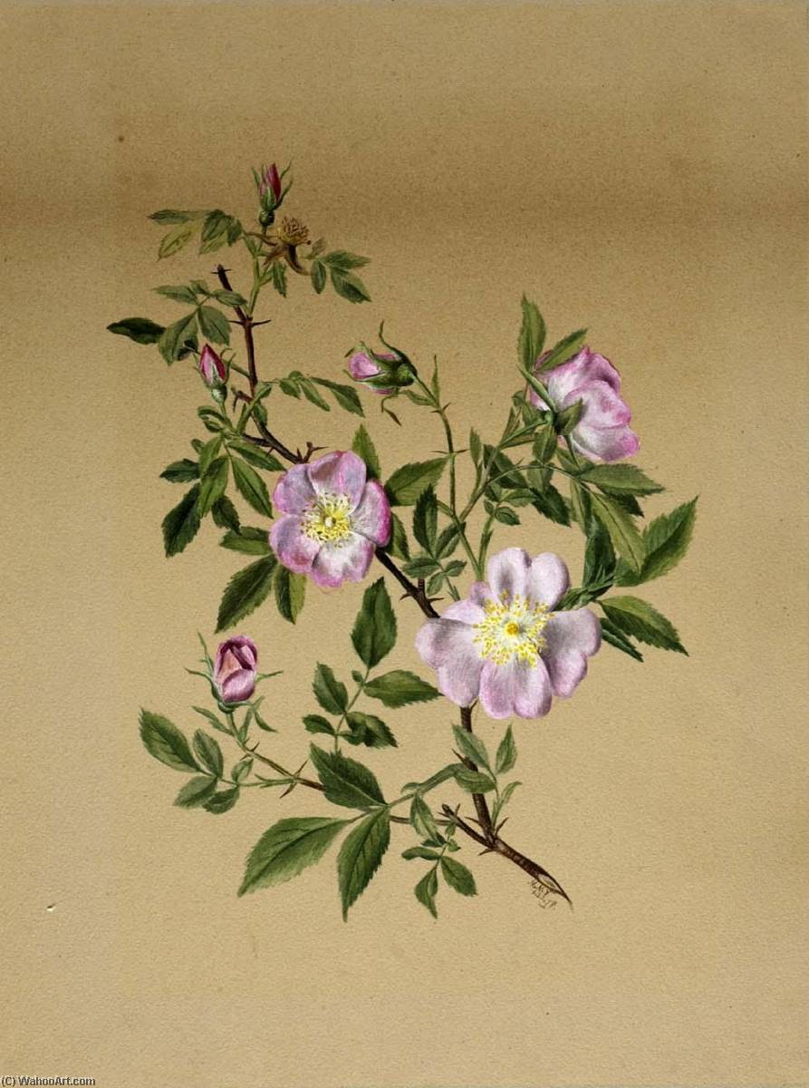 Rose Mallow (hibiscus Moscheutos) — Mary Vaux Walcott