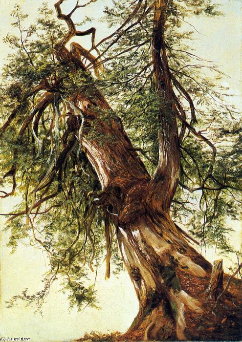 Study Of A Cedar — Дэвид Джонсон