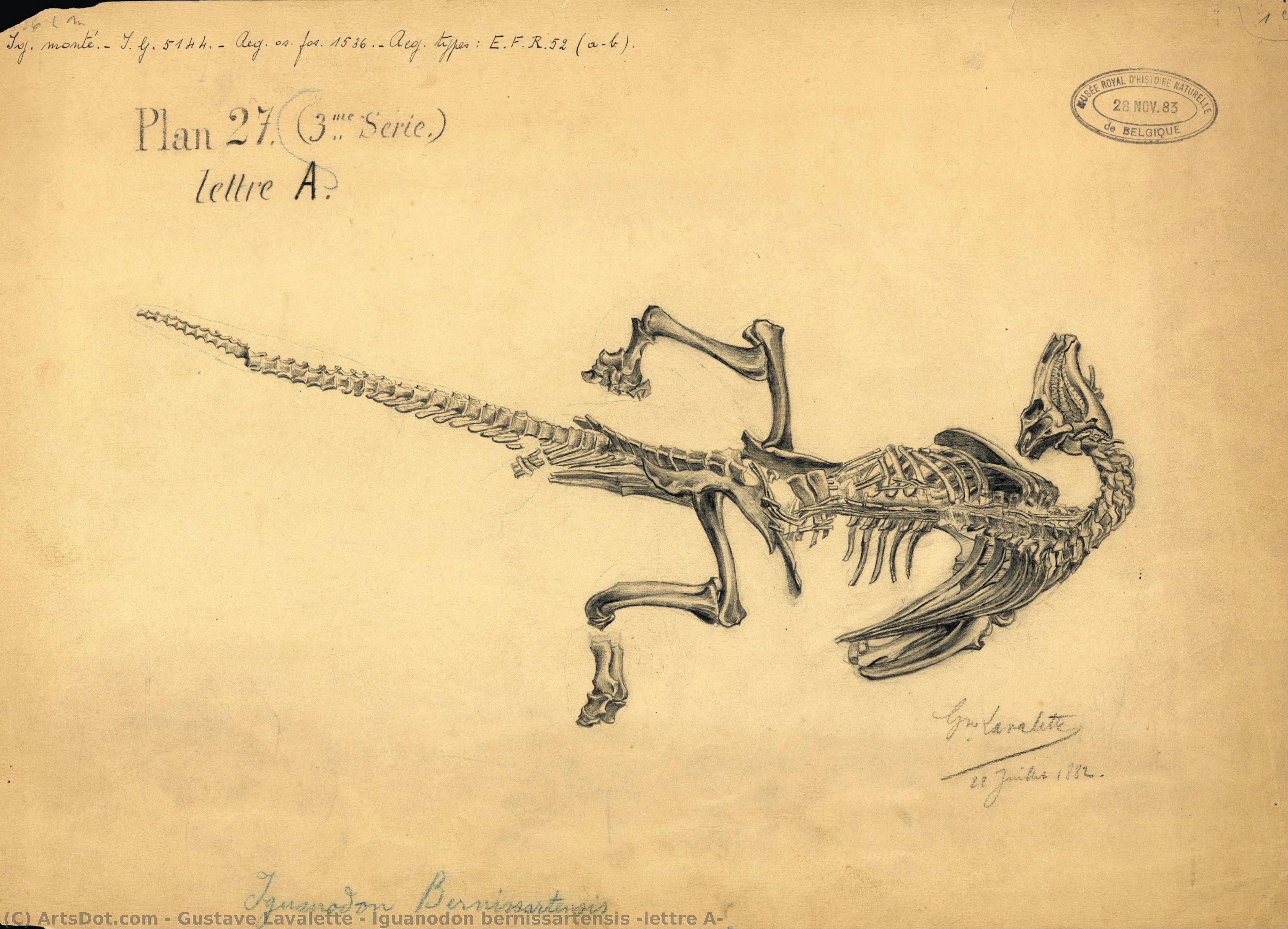 Iguanodon Bernissartensis ‘lettre A’ — Gustave Lavalette