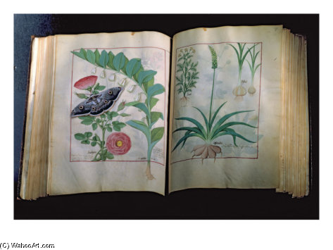 Two Pages Depicting Rose And Garlic, — Robinet Testard