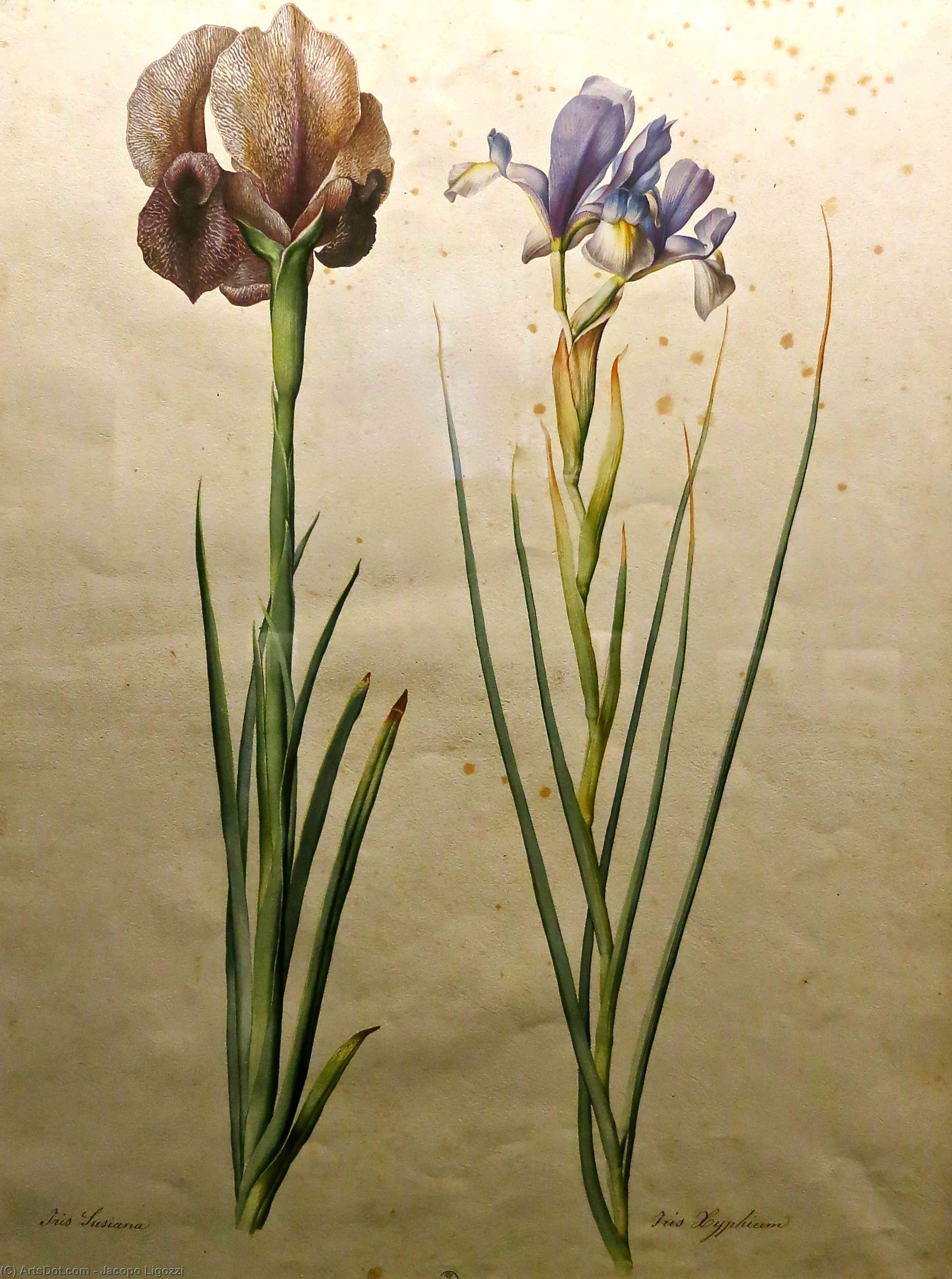 Irises — Джакопо Лигоцци