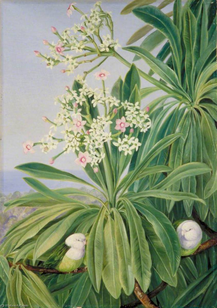 Ordal-pflanze Oder Tanghin Und Papageien Von Madagaskar — Marianne North