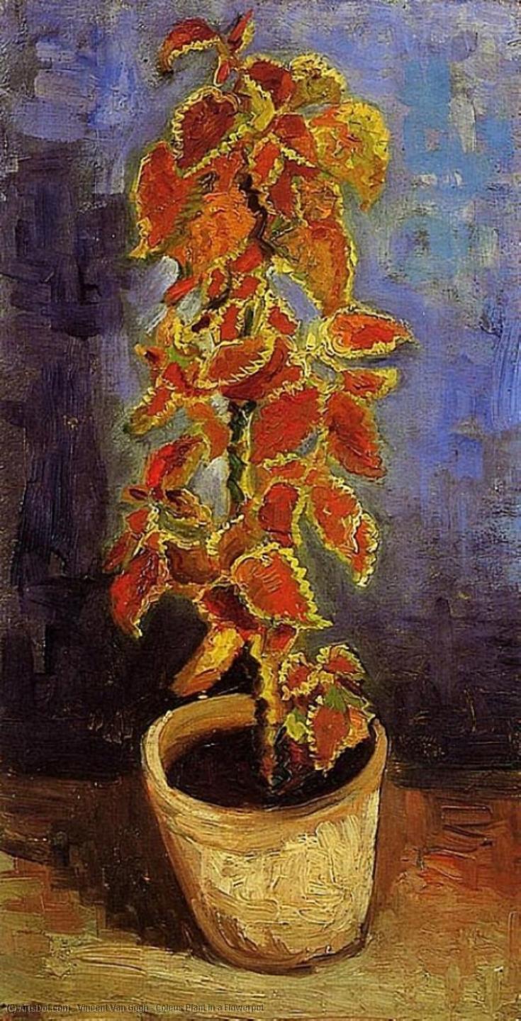 Coleus Plant In A Flowerpot — Vincent Willem Van Gogh
