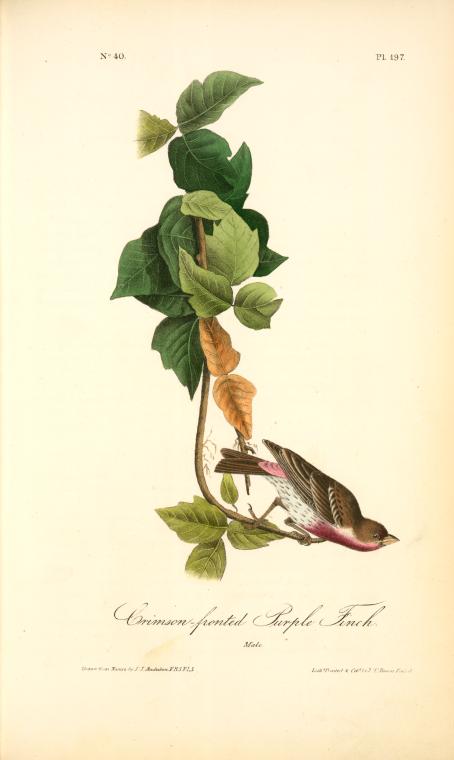 Crimson-fronted Purple Finch. Male. — John James Audubon