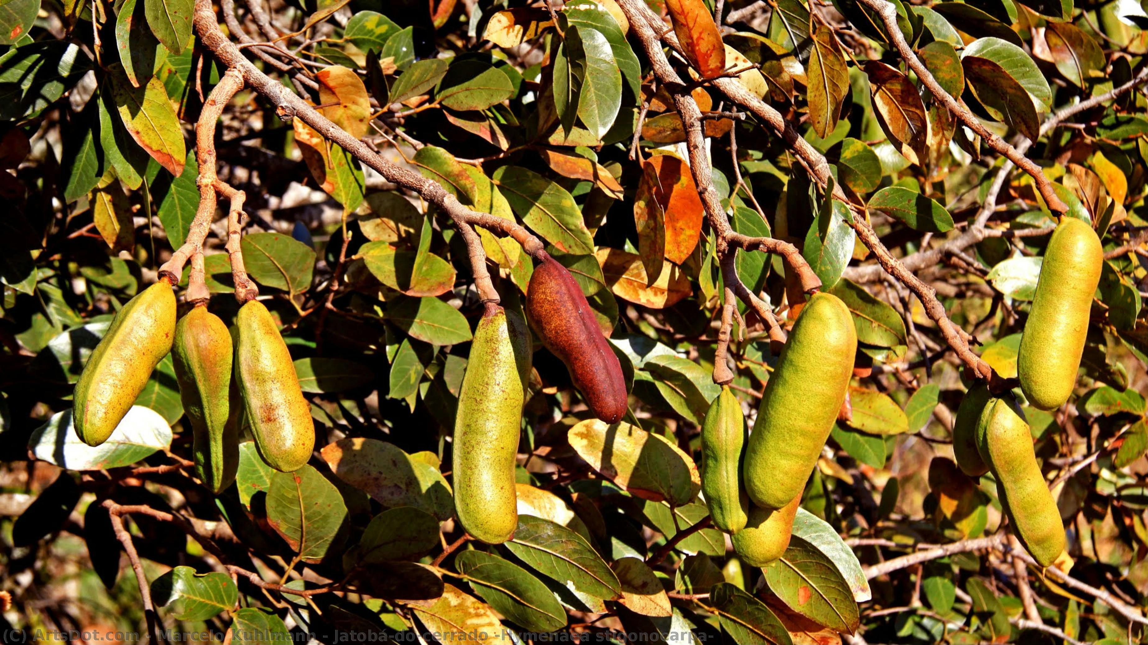 Jatobá-do-cerrado (hymenaea Stigonocarpa) — Marcelo Kuhlmann