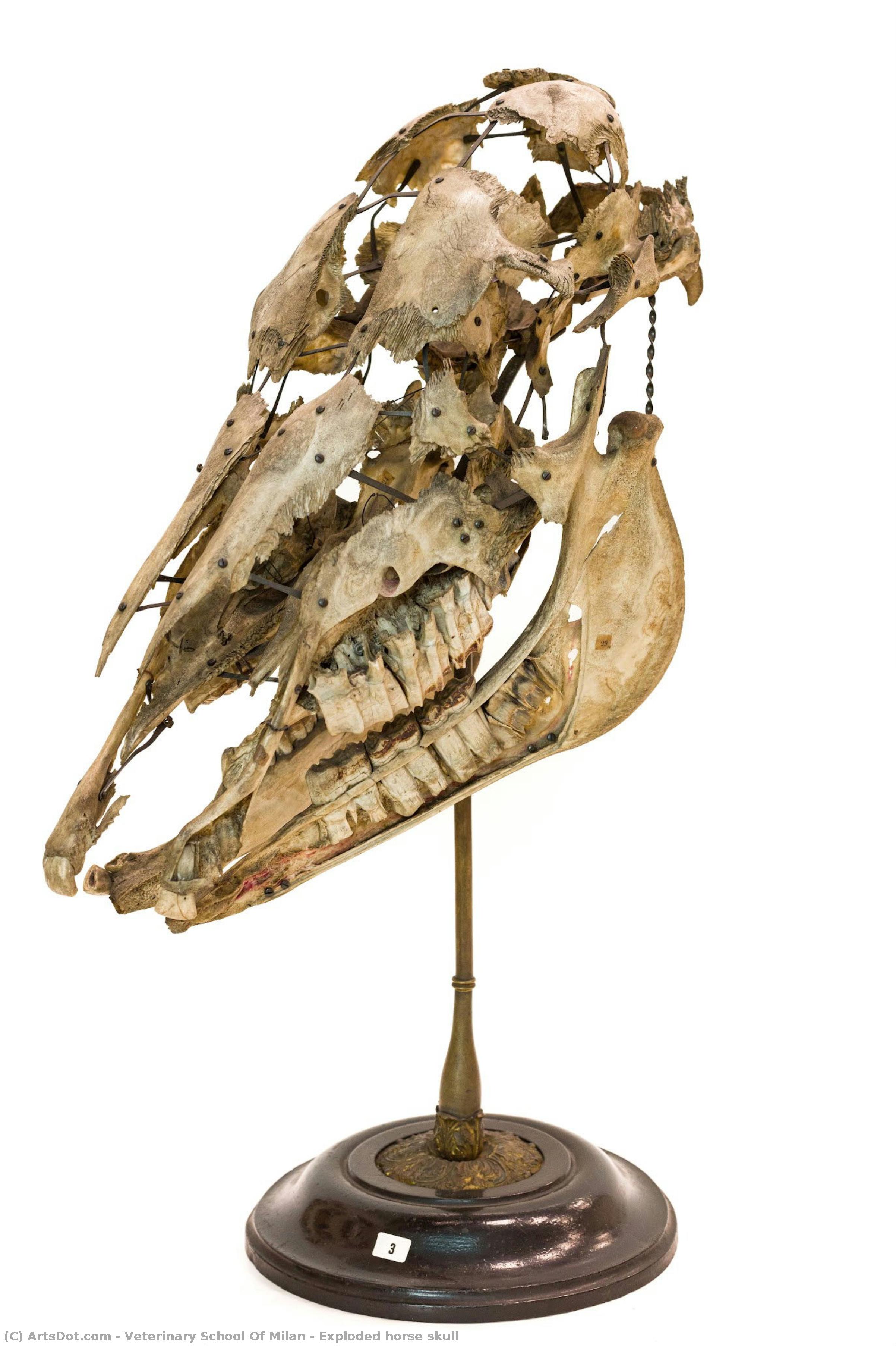 Exploded Horse Skull — Veterinary School Of Milan