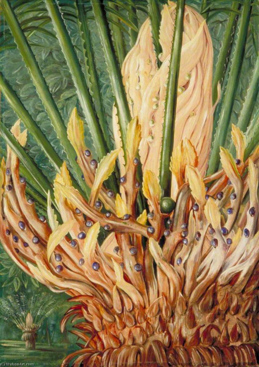 Eine Cycas Mit Früchten In Mr Hills Garten, Verulam, Natal — Marianne North