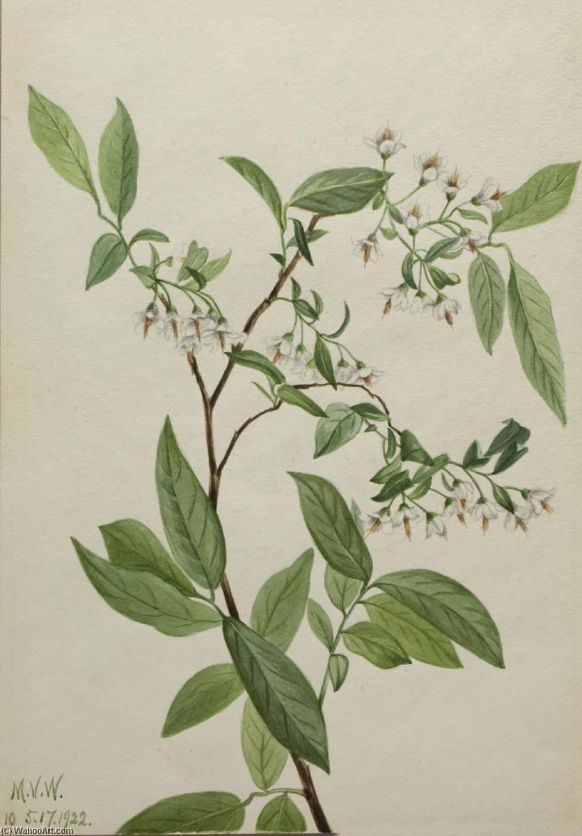 Deerberry (polycodium Stamineum) — Mary Vaux Walcott