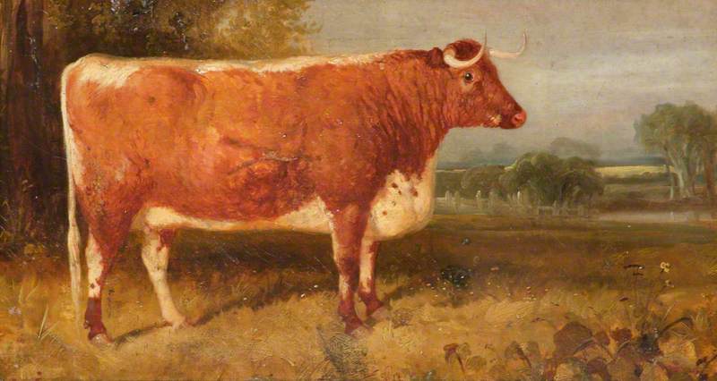'daisy' A Longhorn Cow In A Landscape, The Property Of John Henry Whitmore Jones Of Chastleton — Thomas Woodward
