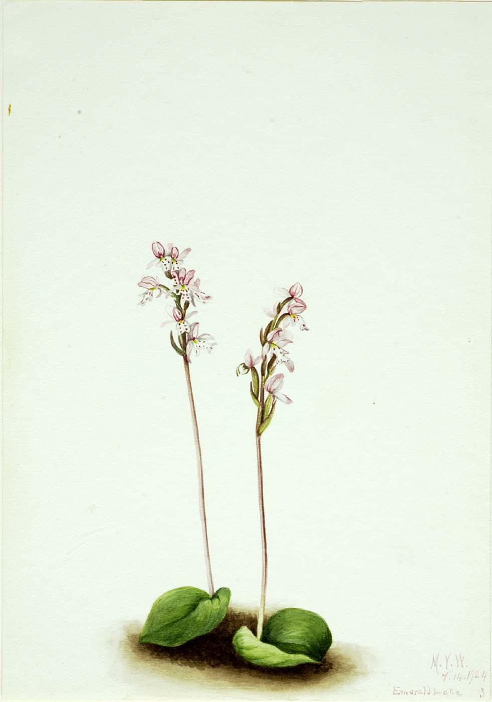 Roundleaf Orchis (orchis Rotundifolia) — Mary Vaux Walcott
