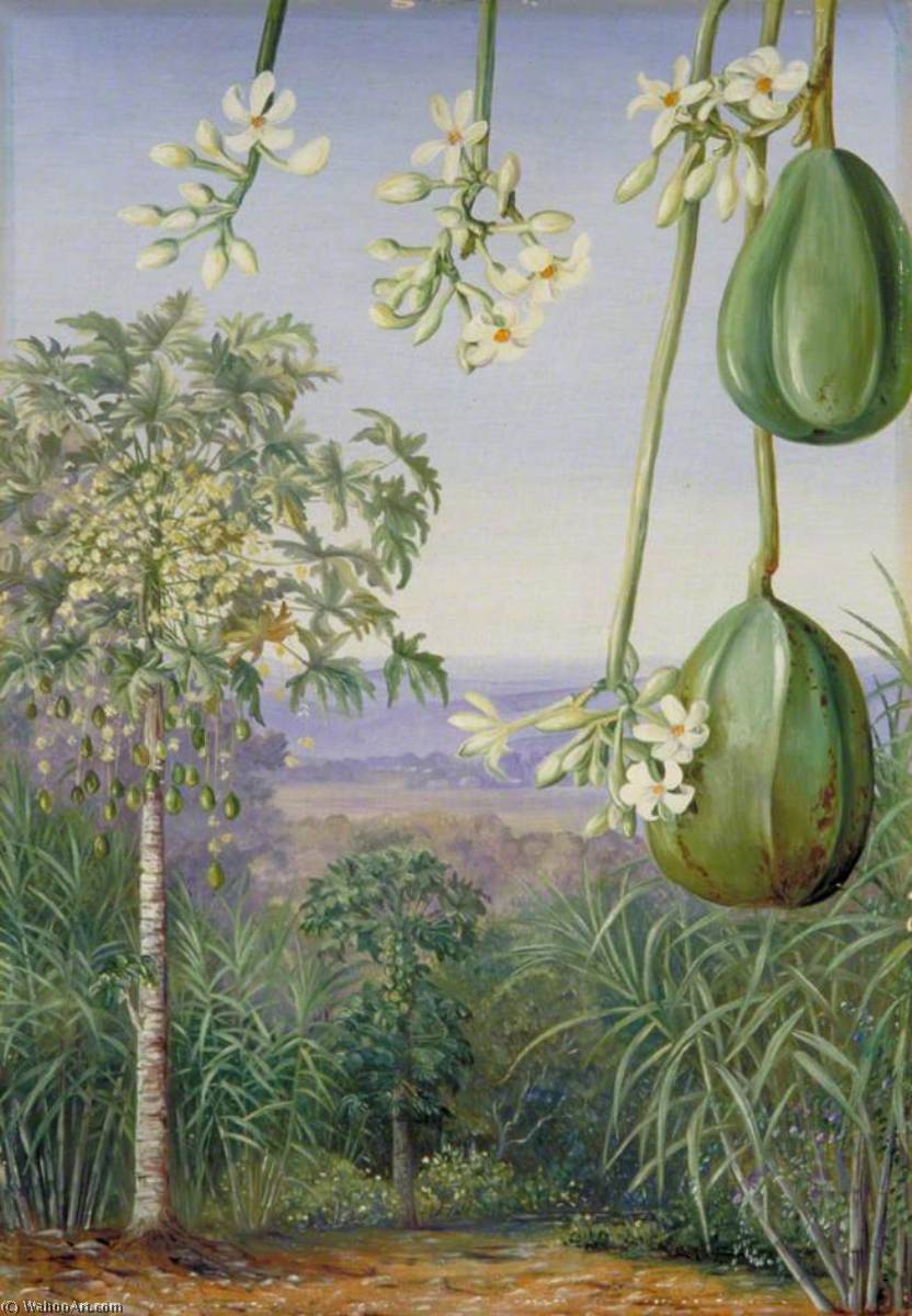 Male Papaw With Flowers And Imperfect Fruit — Marianne North