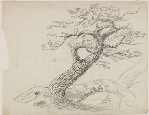 Tree4 — Thomas Cole